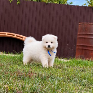 Titan Samoyed Titan Samoyed