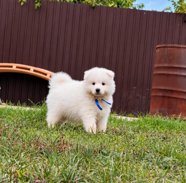 Titan Samoyed Titan Samoyed