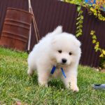 Titan-male-Samoyed-puppy-for-sale-1 (3)