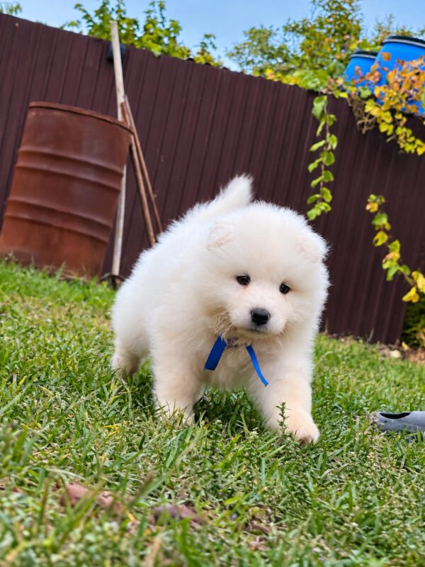 Titan Samoyed Titan Samoyed