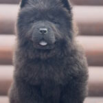 Torro-male-chow-chow-puppy-for-sale-1 (1)