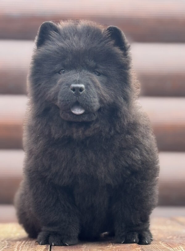 Torro Chow-Chow Torro Chow-Chow