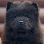 Torro-male-chow-chow-puppy-for-sale-1 (2)