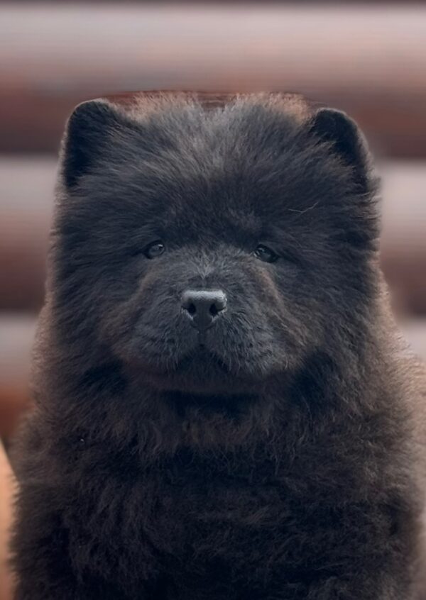Torro Chow-Chow Torro Chow-Chow