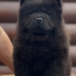 Torro-male-chow-chow-puppy-for-sale-1 (3)