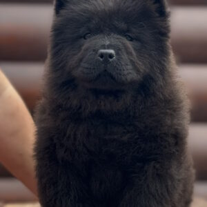Torro Chow-Chow Torro Chow-Chow