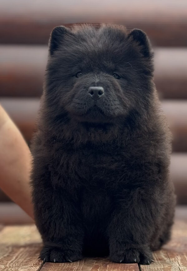 Torro Chow-Chow Torro Chow-Chow
