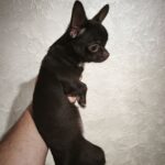 Ulmara-female-chihuahua-puppy-for-sale-1 (1)