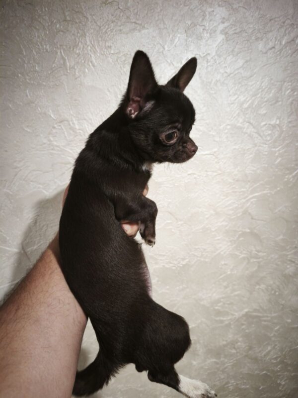 Ulmara Chihuahua Ulmara Chihuahua