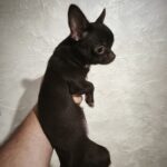 Ulmara-female-chihuahua-puppy-for-sale-1 (2)