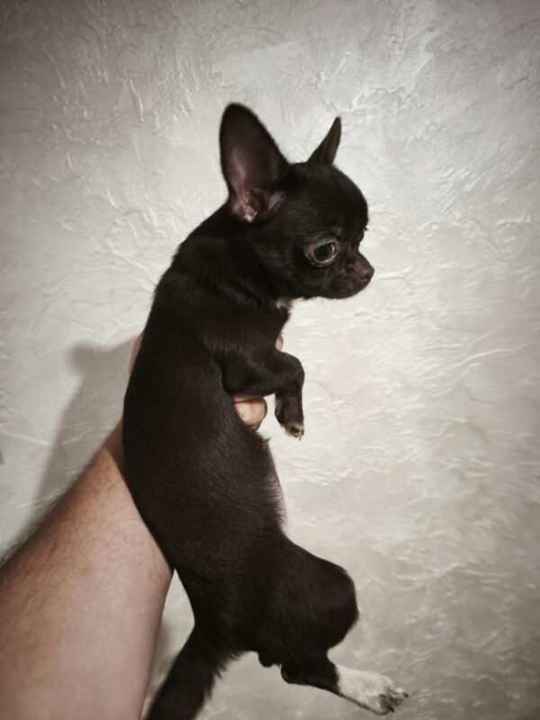 Ulmara Chihuahua Ulmara Chihuahua