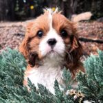 Unita-female-Cavalier-puppy-for-sale- (1)