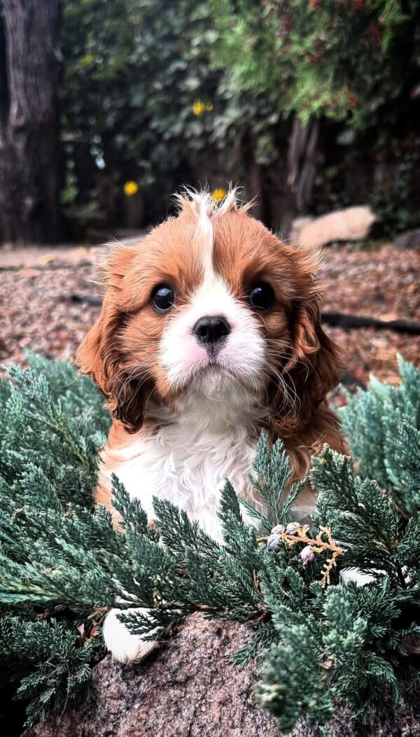 Unita Cavalier King Charles Spaniel Unita Cavalier King Charles Spaniel