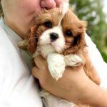 Unita-female-Cavalier-puppy-for-sale- (2)