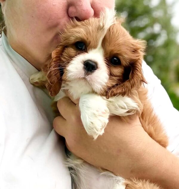 Unita Cavalier King Charles Spaniel Unita Cavalier King Charles Spaniel