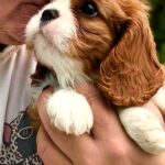 Unita-female-Cavalier-puppy-for-sale- (3)