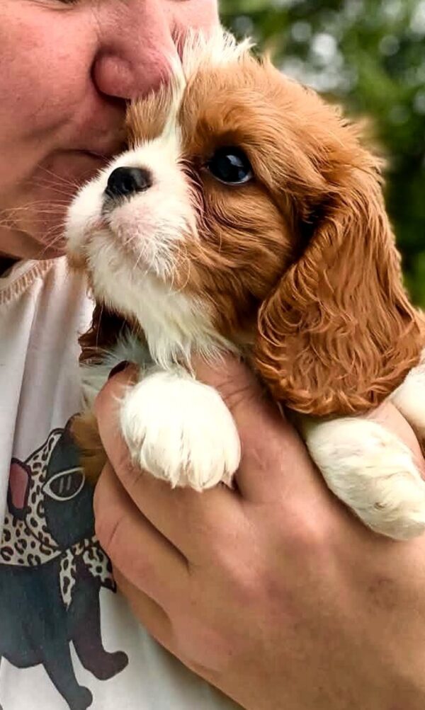 Unita Cavalier King Charles Spaniel Unita Cavalier King Charles Spaniel