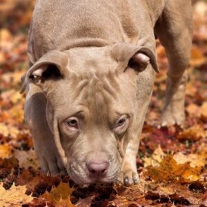 Usher American Bully Usher American Bully