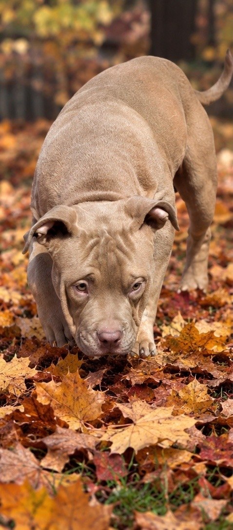 Usher American Bully Usher American Bully