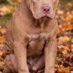 Usher-American-Bully-puppy-for-sale (2)