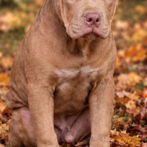 Usher American Bully Usher American Bully