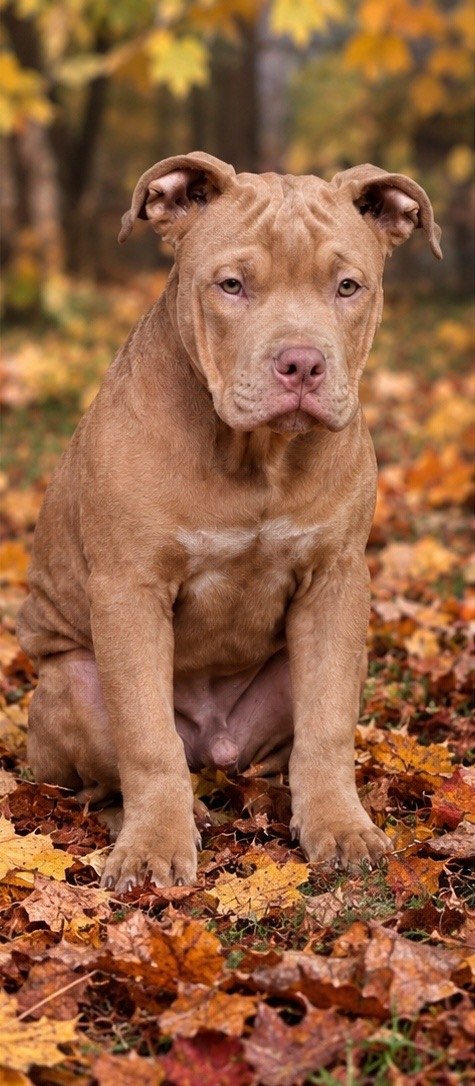Usher American Bully Usher American Bully