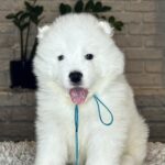 VALDO-male-Samoyed-puppy-for-sale- (1)