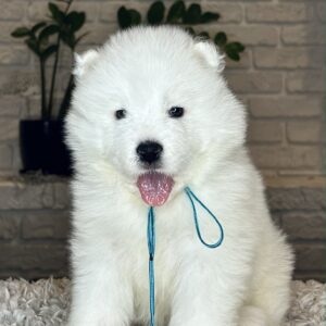 Valdo Samoyed Valdo Samoyed