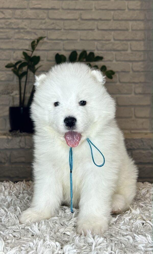 Valdo Samoyed Valdo Samoyed
