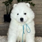 VALDO-male-Samoyed-puppy-for-sale- (10)