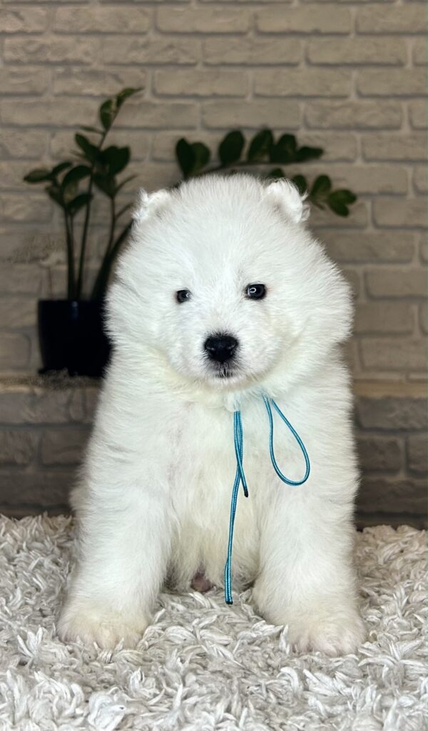 Valdo Samoyed Valdo Samoyed