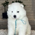 VALDO-male-Samoyed-puppy-for-sale- (2)