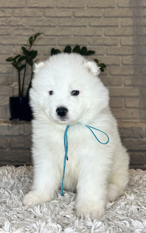 Valdo Samoyed Valdo Samoyed