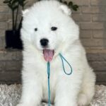 VALDO-male-Samoyed-puppy-for-sale- (3)