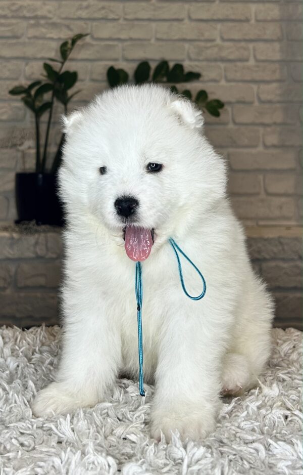 Valdo Samoyed Valdo Samoyed