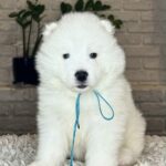 VALDO-male-Samoyed-puppy-for-sale- (4)