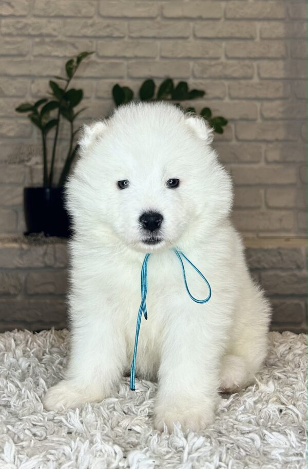 Valdo Samoyed Valdo Samoyed