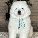 VALDO-male-Samoyed-puppy-for-sale- (5)