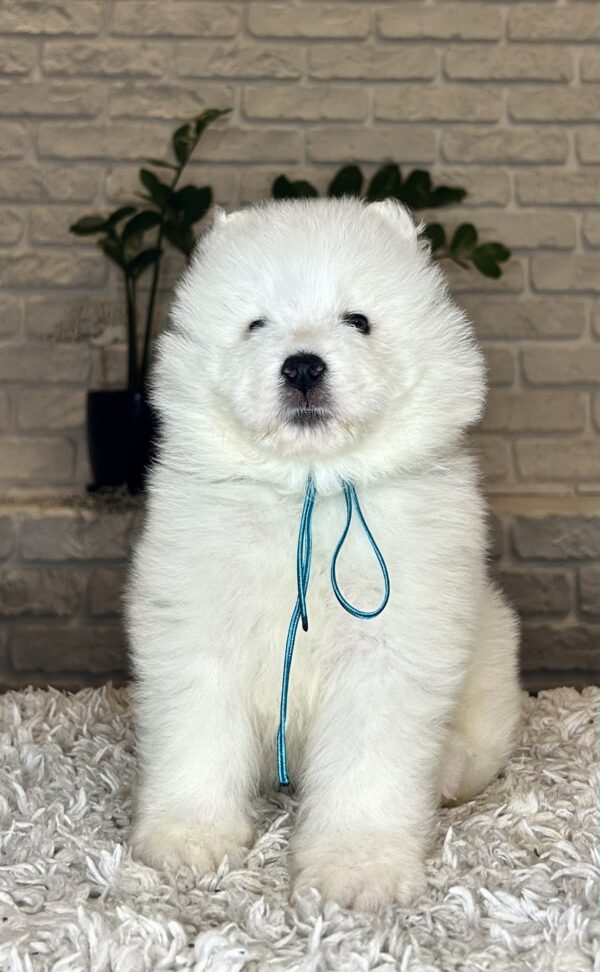 Valdo Samoyed Valdo Samoyed