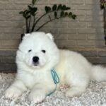 VALDO-male-Samoyed-puppy-for-sale- (6)