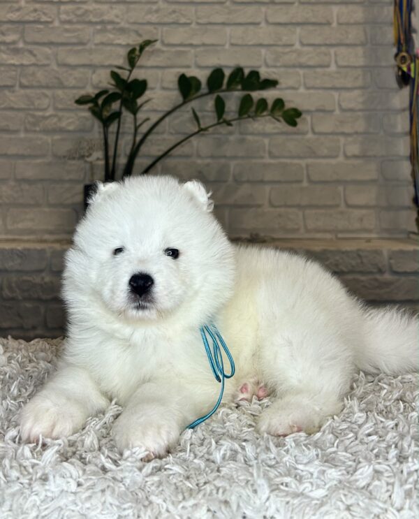 Valdo Samoyed Valdo Samoyed