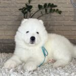 VALDO-male-Samoyed-puppy-for-sale- (7)
