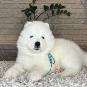 Valdo Samoyed Valdo Samoyed