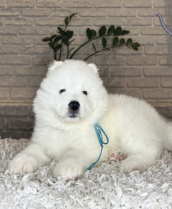 Valdo Samoyed Valdo Samoyed