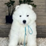 VALDO-male-Samoyed-puppy-for-sale- (8)