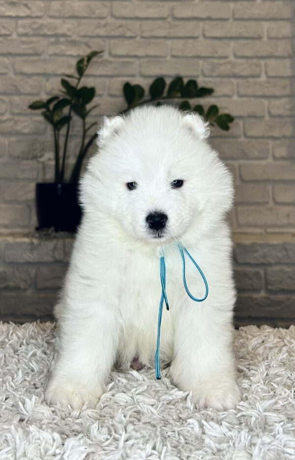 Valdo Samoyed Valdo Samoyed