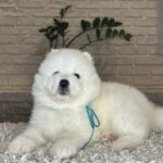 VALDO-male-Samoyed-puppy-for-sale- (9)