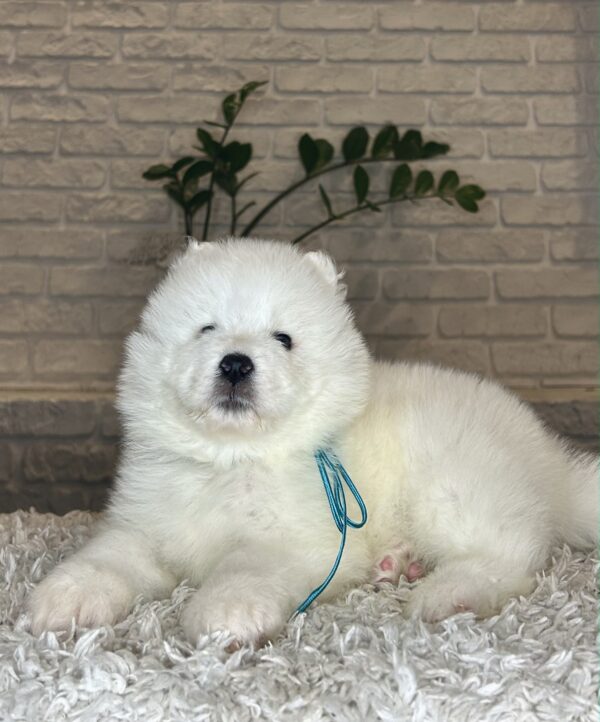 Valdo Samoyed Valdo Samoyed