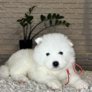 Vivienne Samoyed Vivienne Samoyed