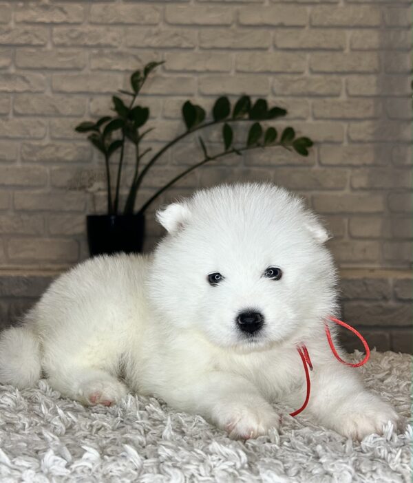 Vivienne Samoyed Vivienne Samoyed